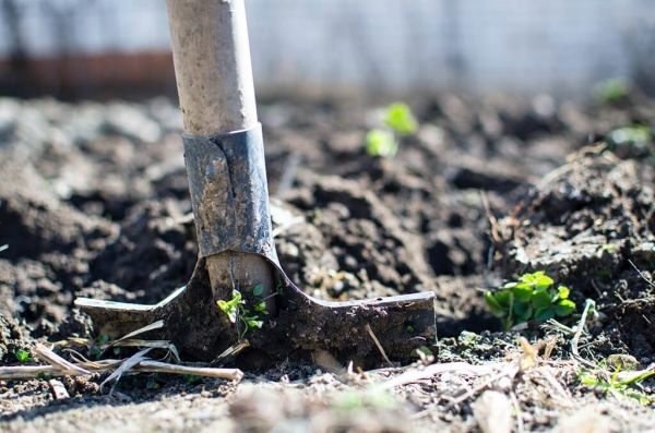 A shovel in the gardening soil.